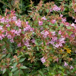 Abelia Edouard Goucher - Blüht bis in den Herbst