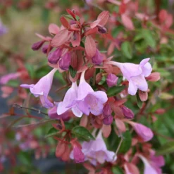 Abelia Pink Pong - Blüht sechs Monate lang