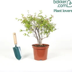 Abelia Pink Pong - Blüht sechs Monate lang