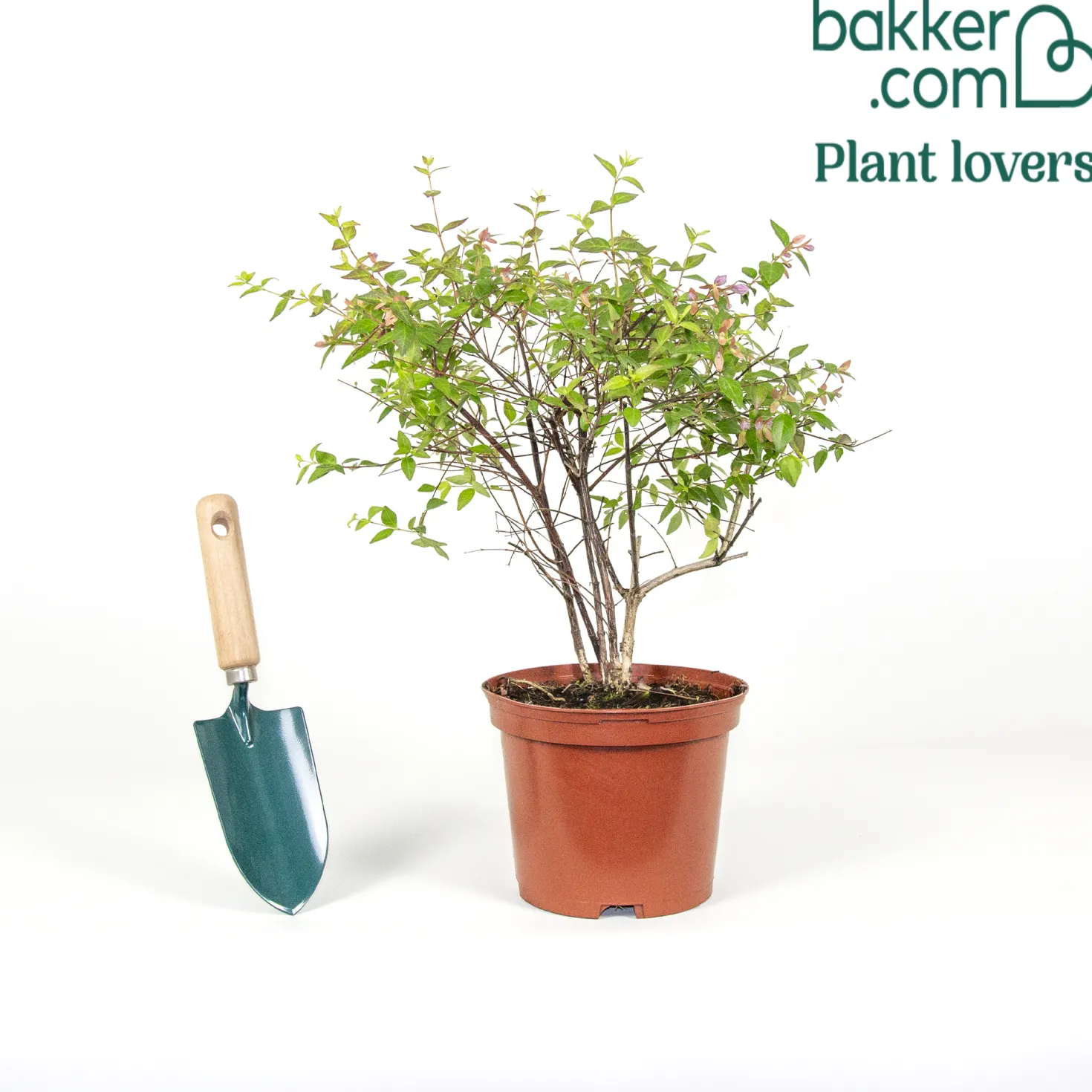 Abelia Pink Pong - Blüht sechs Monate lang