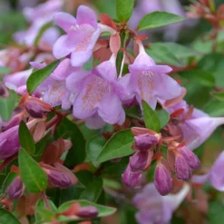 Abelia Pink Pong - Blüht sechs Monate lang