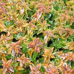 Abelie ‘Kaleidoscope’® - Farbenspiel das ganze Jahr