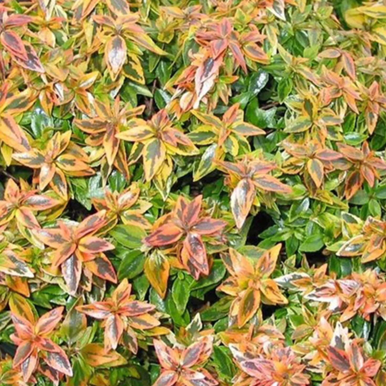 Abelie ‘Kaleidoscope’® - Farbenspiel das ganze Jahr