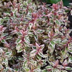 Abelie ‘Pink Lady’ - Rosa Blütenzauber ganz einfach