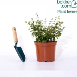 Abelie ‘Sunny Charm’® - Farbenspiel den ganzen Sommer