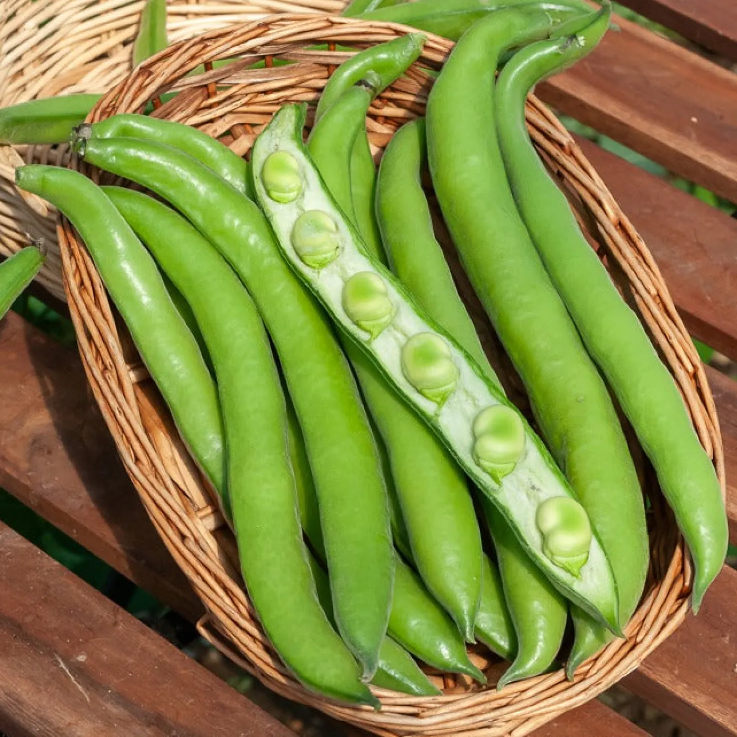 Ackerbohne Aguadulce - Dicke Bohnen, große Ernte