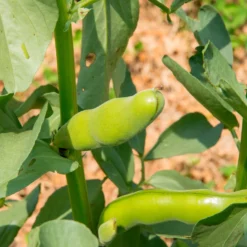 Ackerbohne weiß extra früh - Frühe Ernte, buttrig zart