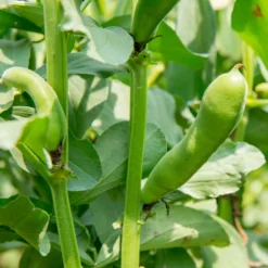 Ackerbohne weiß extra früh - Frühe Ernte, buttrig zart