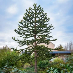 Affenbaum - Exotik direkt im Garten
