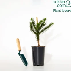 Affenbaum - Exotik direkt im Garten