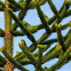 Affenbaum - Exotik direkt im Garten