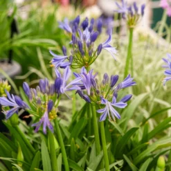 Afrikanische Schmucklilie Charlotte - Blaue Blüten den ganzen Sommer