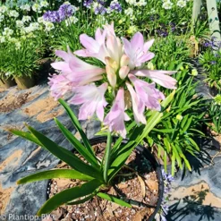 Agapanthus Blush Pink - Rosa Blüten den ganzen Sommer
