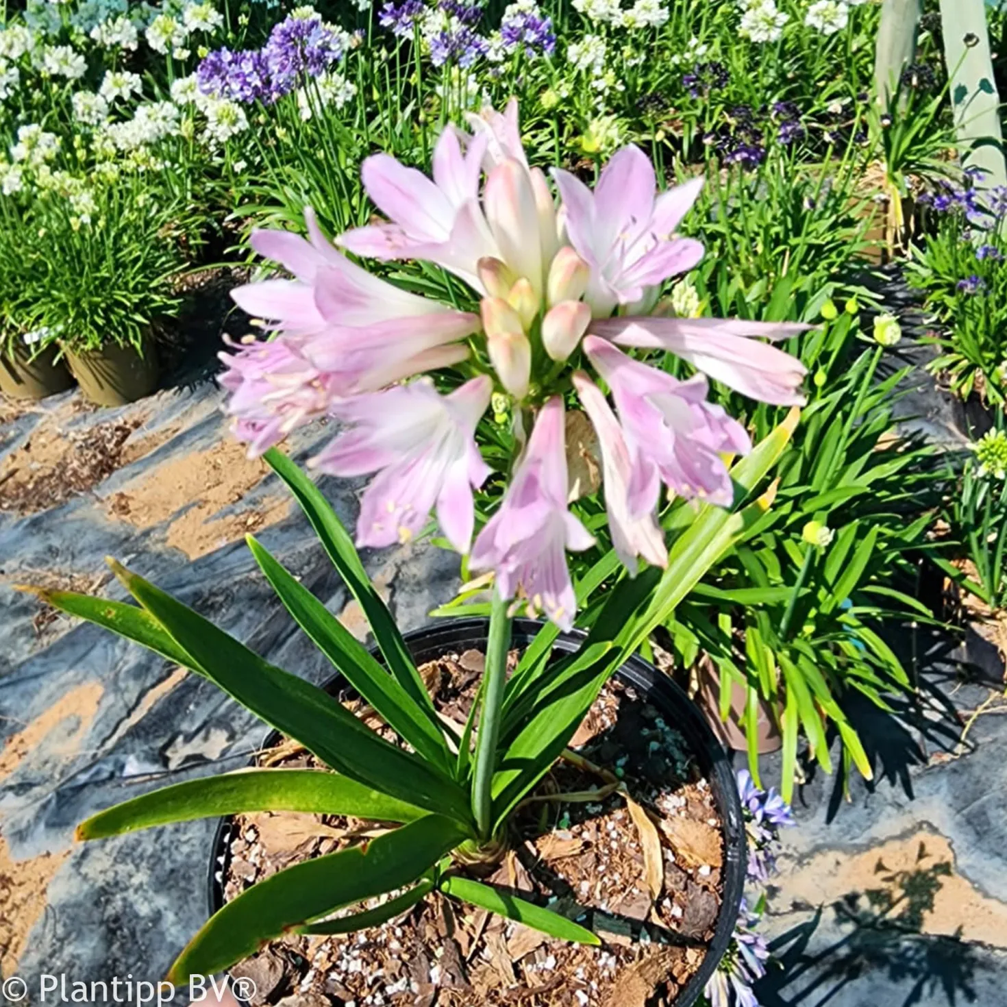 Agapanthus Blush Pink - Rosa Blüten den ganzen Sommer