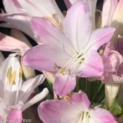 Agapanthus Blush Pink - Rosa Blüten den ganzen Sommer