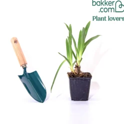 Agapanthus Doctor Brouwer - Blaue Blüten den ganzen Sommer