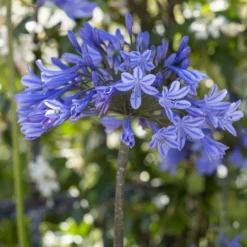 Agapanthus Doctor Brouwer - Blaue Blüten den ganzen Sommer