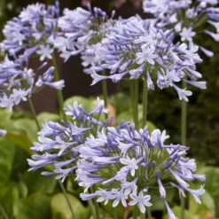 Agapanthus Doctor Brouwer - Blaue Blüten den ganzen Sommer