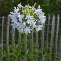 Agapanthus Enigma - Elegante Blüten, kaum Pflege