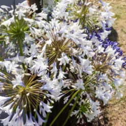 Agapanthus Enigma - Elegante Blüten, kaum Pflege