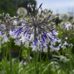 Agapanthus Fireworks - Schmucklilie - Zweifarbige Blüten den ganzen Sommer