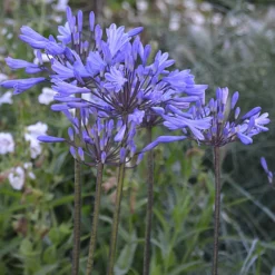 Agapanthus Graphite® Blue TurK8 - Schmucklilie - Blaue Blütenkugeln ganz einfach