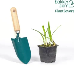 Agapanthus Graphite® Blue TurK8 - Schmucklilie - Blaue Blütenkugeln ganz einfach