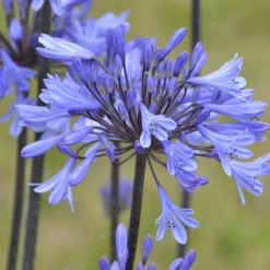 Agapanthus Graphite® Blue TurK8 - Schmucklilie - Blaue Blütenkugeln ganz einfach