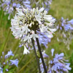 Agapanthus Graphite® White TurK8 - Schmucklilie - Weiße Blüten den ganzen Sommer