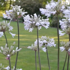 Agapanthus Graphite® White TurK8 - Schmucklilie - Weiße Blüten den ganzen Sommer