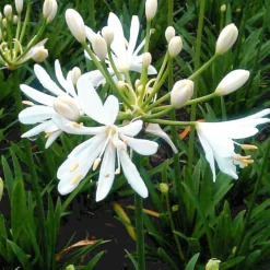Agapanthus ‘Petit Eskimo’ - Weiße Blüten, große Wirkung