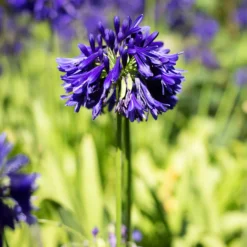 Agapanthus Purple Cloud / Afrikanische Lilie - Tiefviolett statt Standardblau