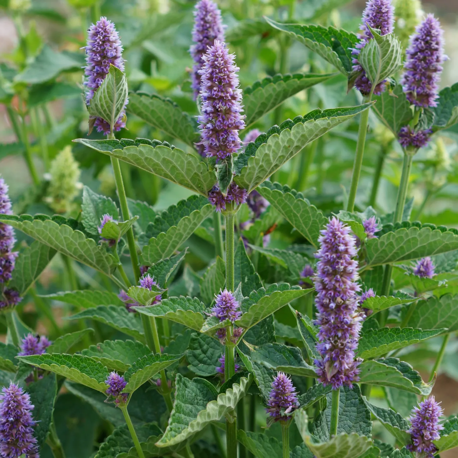Agastache Black Adder - Bienenmagnet mit Duft