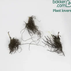 Agastache Black Adder - Bienenmagnet mit Duft