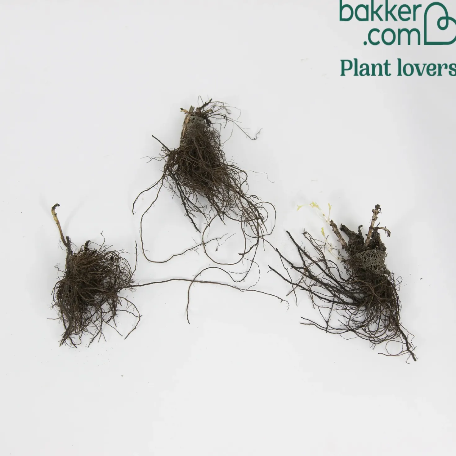 Agastache Black Adder - Bienenmagnet mit Duft