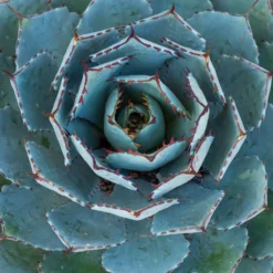 Agave 'Globe' - Skulptur fürs sonnige Beet