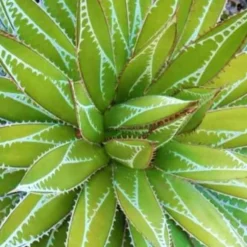 Agave ‘Impressive’ - Skulptur fürs Sonnenbeet