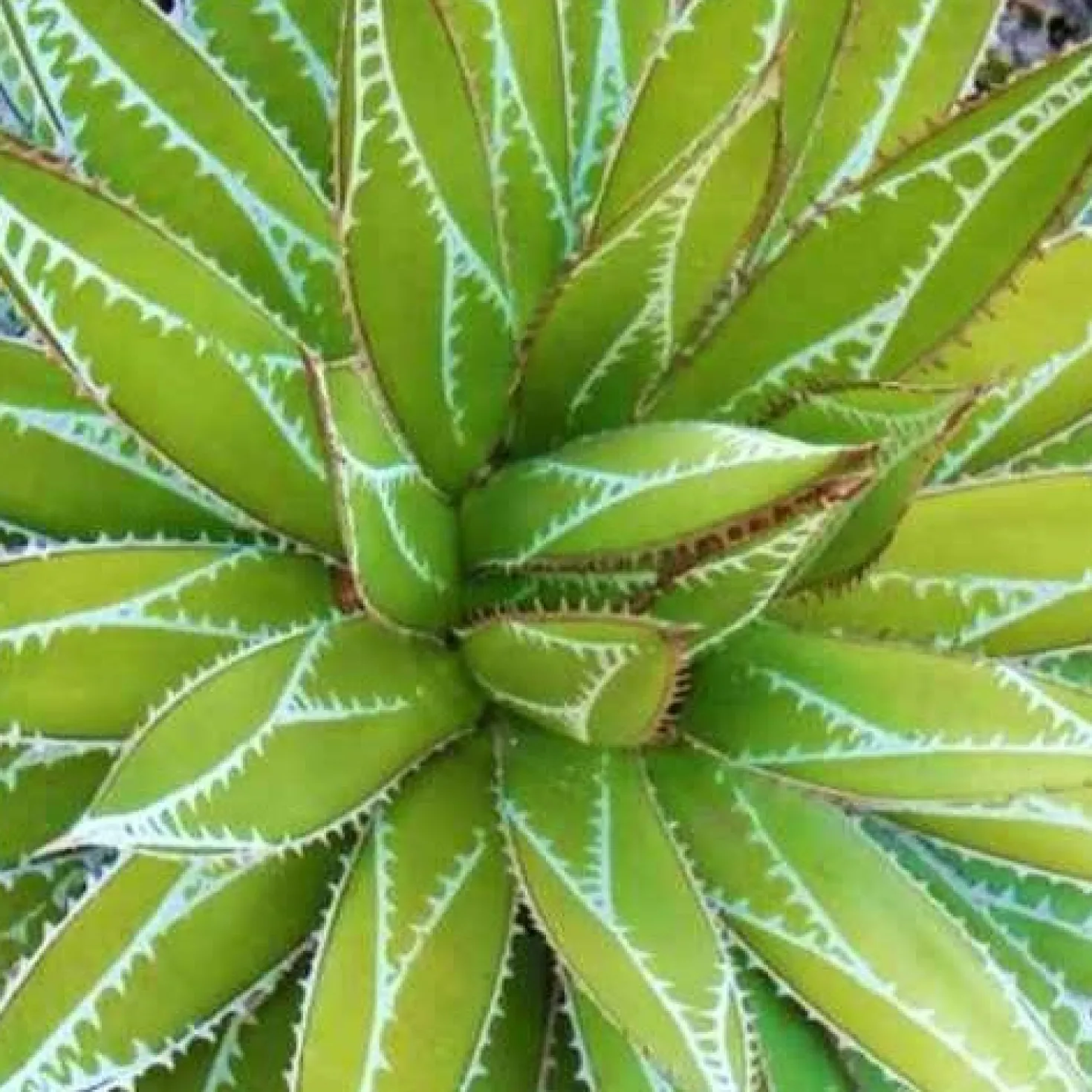 Agave ‘Impressive’ - Skulptur fürs Sonnenbeet