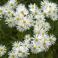 Ageratum-ähnliche Aster 'Ashvi' - Weiße Blütenwolke im Herbst