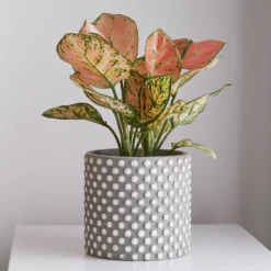 Aglaonema ‘Pink Star’ - Rosa Blätter ohne Aufwand
