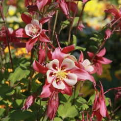 Akelei 'Crimson Star' - Zweifarbige Blüten im Halbschatten