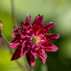 Akelei Ruby Port - Tiefrote Blüten im Halbschatten