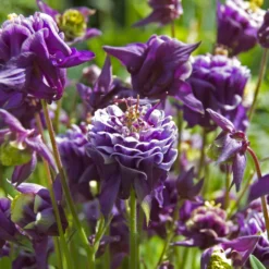 Akelei (x3) - Bunte Blüten ohne Aufwand