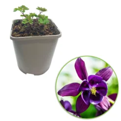 Akelei (x3) - Bunte Blüten ohne Aufwand