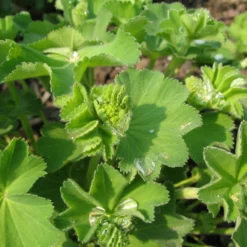 Alchemilla epipsila - Grün, das Regen sammelt
