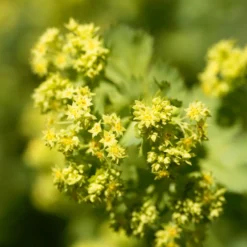 Alchemilla epipsila - Grün, das Regen sammelt