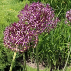Allium Christophii (x10) - Riesenkugeln im Beet