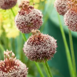 Allium Forelock (x2) - Ein Feuerwerk in Weinrot