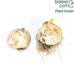 Allium Forelock (x2) - Ein Feuerwerk in Weinrot
