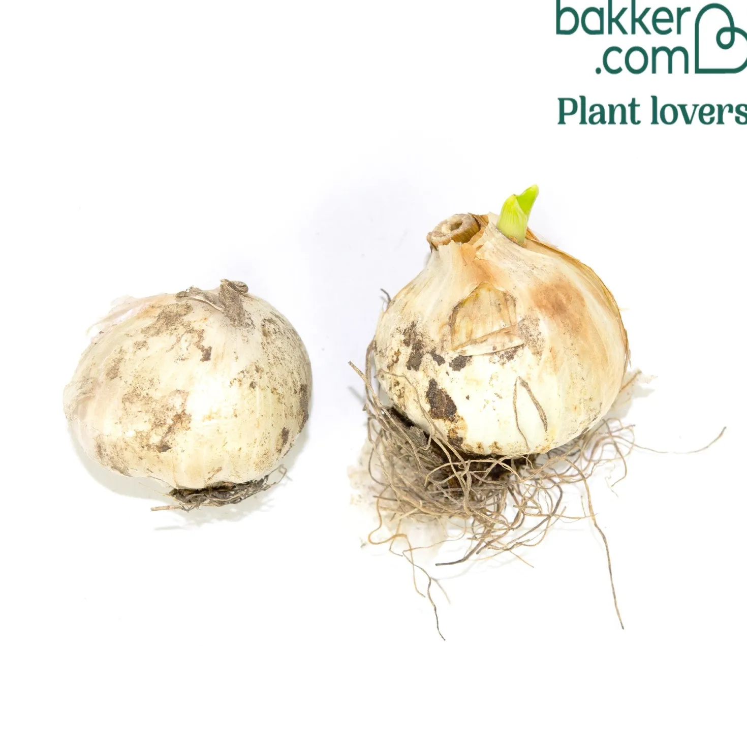 Allium Forelock (x2) - Ein Feuerwerk in Weinrot